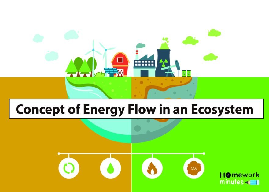 Concept of Energy Flow in an Ecosystem