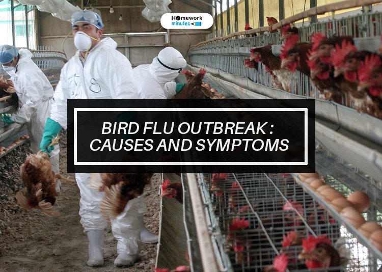 Bird-Flu-Outbreak--Causes-and-Symptoms